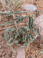 Asclepias macrosperma
