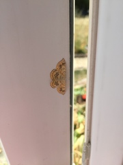 Cyclophora annularia