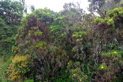 Hypericum irazuense