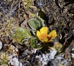 Knowltonia integrifolia