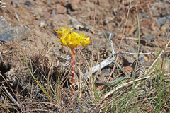 Sedum lanceolatum lanceolatum