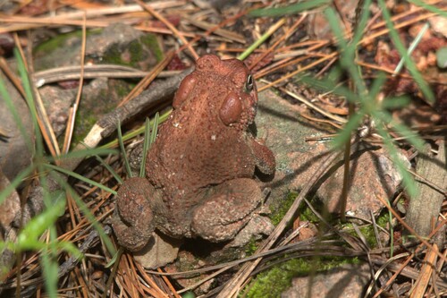 Southwestern Toad