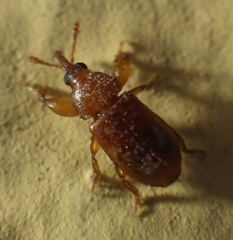 Rhopalotria furfuracea
