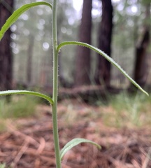 Pennellia longifolia