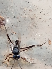 Evania appendigaster