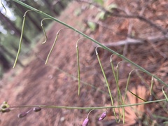 Pennellia longifolia