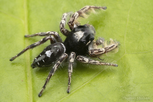 Putnam's Jumping Spider