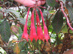 Fuchsia triphylla