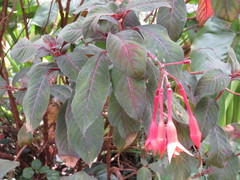 Fuchsia triphylla