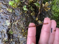 Nemalion vermiculare