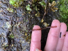 Nemalion vermiculare