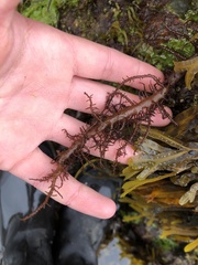 Cumagloia andersonii
