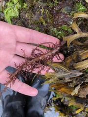Cumagloia andersonii