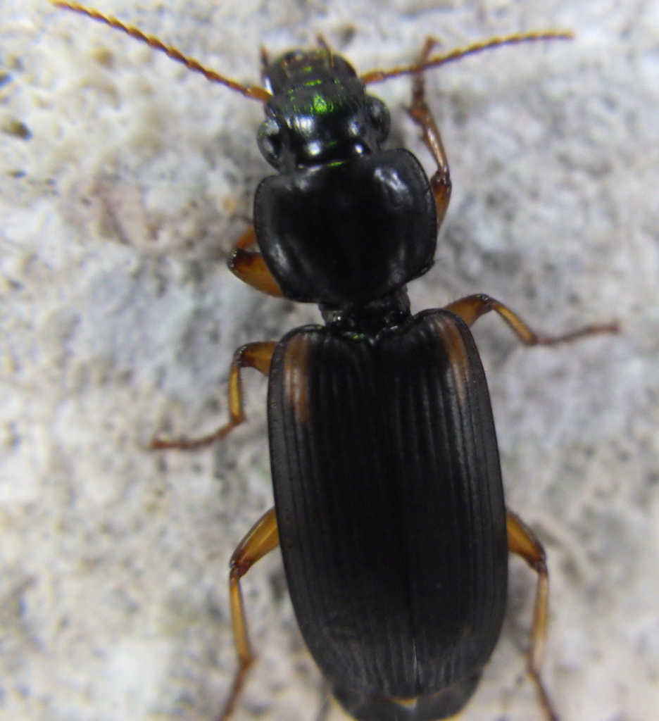 Apenes parallela