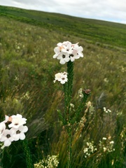 Adenandra odoratissima