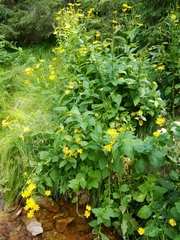 Doronicum austriacum