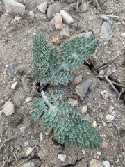 Vesper purpurascens