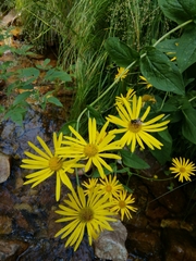 Doronicum austriacum