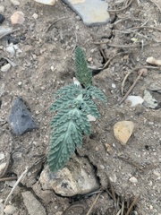 Vesper purpurascens