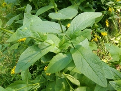 Doronicum austriacum