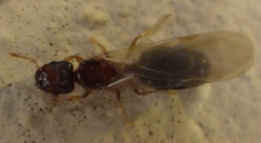 Pheidole parva