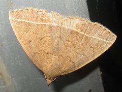 Zanclognatha marcidilinea