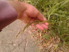 Polypogon elongatus