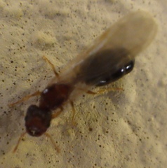 Pheidole parva