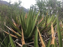 Agave angustiarum