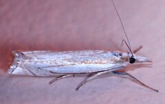 Crambus pascuella