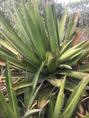 Agave angustiarum