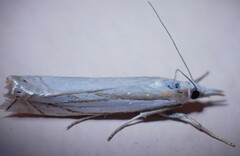 Crambus pascuella