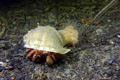 Galeodea echinophora