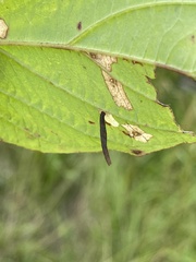 Coleophora cornella