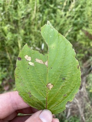 Coleophora cornella