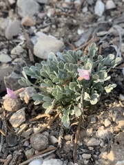 Astragalus calycosus calycosus