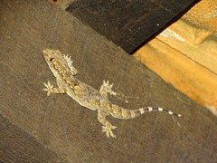 Hemidactylus leschenaultii