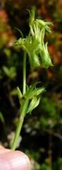 Halenia aquilegiella