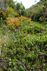 Halenia aquilegiella