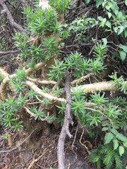 Sedum frutescens