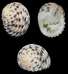Nerita plicata