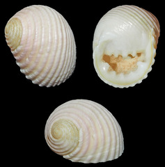 Nerita plicata