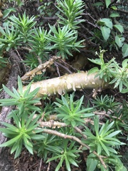 Sedum frutescens
