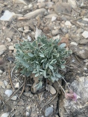 Astragalus calycosus calycosus