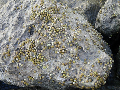 Nerita plicata