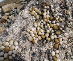 Nerita plicata