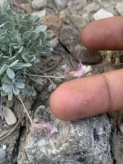 Astragalus calycosus calycosus