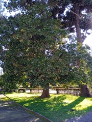 Magnolia