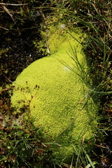 Diobelonella palustris