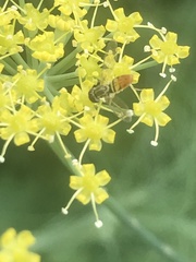 Toxomerus marginatus